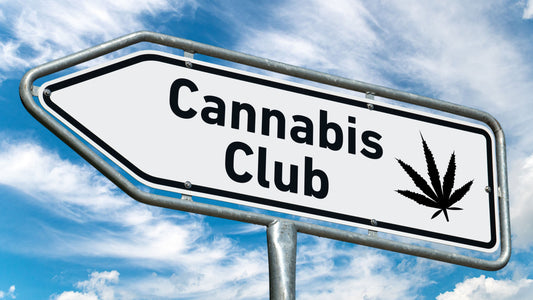 Business Plan für CSC Cannabis Club